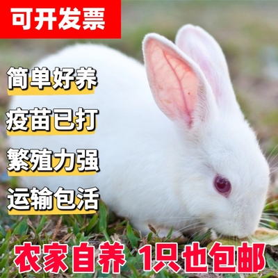 兔子活物小白兔子活体一公一母
