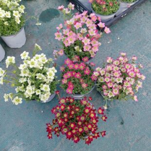 耐寒虎耳盆栽多年生小草花长年开花耐寒耐冻花园阳台矮生地被包邮