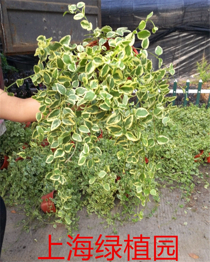 吊兰花叶蔓黄金花叶蔓盆栽攀缘爬藤垂吊吊兰易爆盆带原土发货