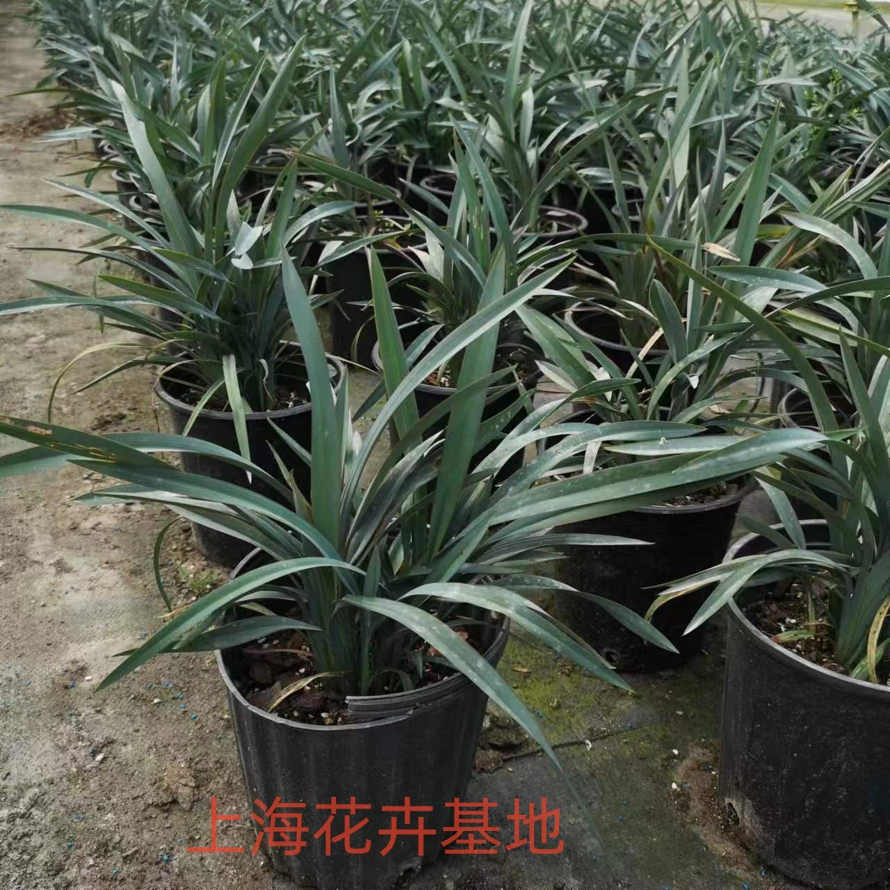 花叶玉婵金边山管兰盆栽大花菖蒲地栽阳台露天公园植物包对版包邮