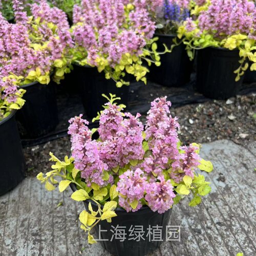 好养护筋骨草多年生地被阳台庭院