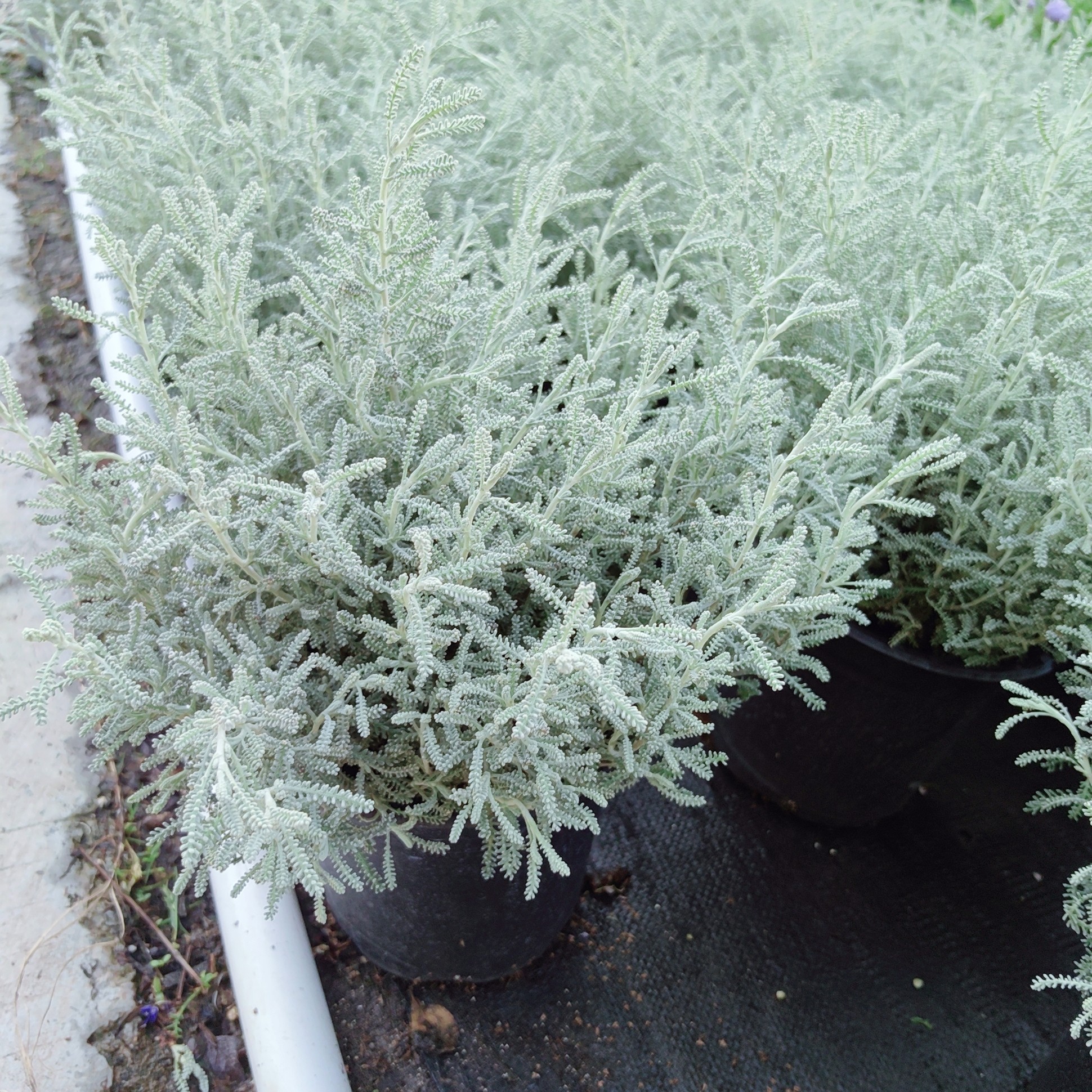 四季新品银香菊盆栽绵山菊花苗珊瑚菊香草植物庭院阳台地被银色花