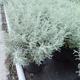 四季新品银香菊盆栽绵山菊花苗珊瑚菊香草植物庭院阳台地被银色花