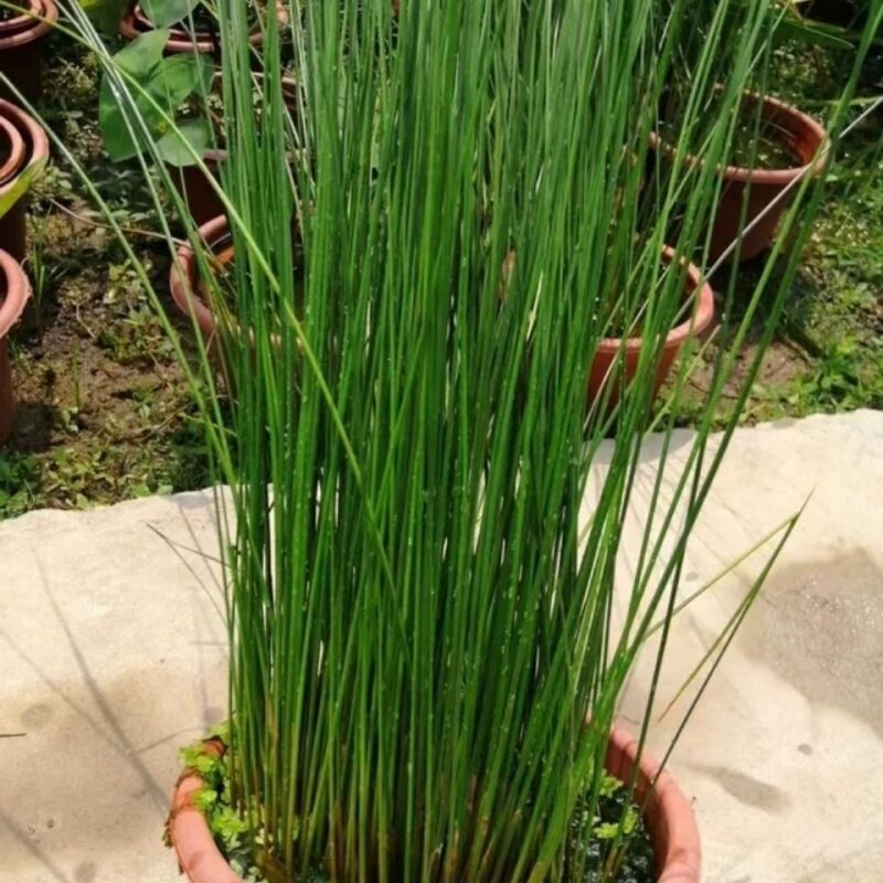 灯心草水葱草灯芯草苗阳台花镜盆栽植物野生龙须四季常绿花苗耐冻