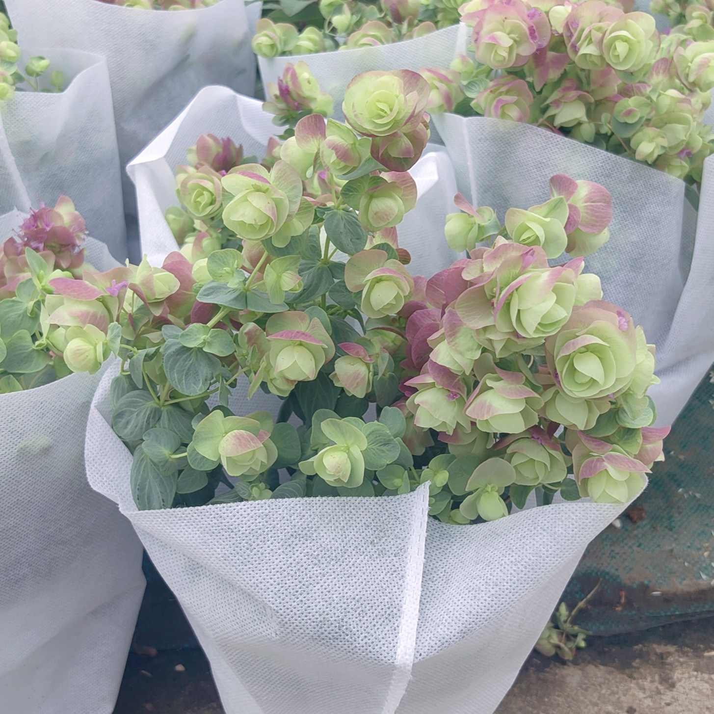 成品盆栽大苗牛至折纸画多年生耐寒漂亮庭院阳台垂吊观花观叶植物