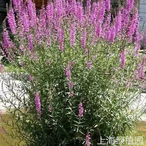 花镜千屈菜盆栽水上熏衣草多年生