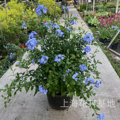 蓝雪花多年生灌木好养活阳台庭院