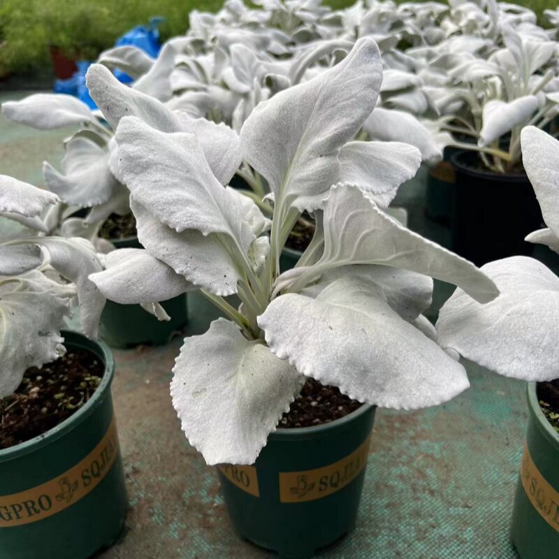 新品银叶菊 赛车手 银灰多年生宿根草本阳台耐寒银色系盆栽花卉