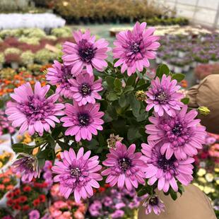 白芍南非蓝目菊万寿菊苗耐寒盆栽室内花园阳台花卉植物多年生木本