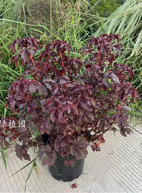 枫叶玫瑰槿红叶红花朱槿锦葵花阳台花园花镜植物耐冻耐热多年生