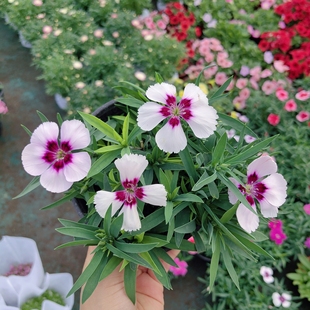 大花石竹 小花石竹 花毯石竹 耐寒耐半阴花期较长 绚丽多彩石竹梅