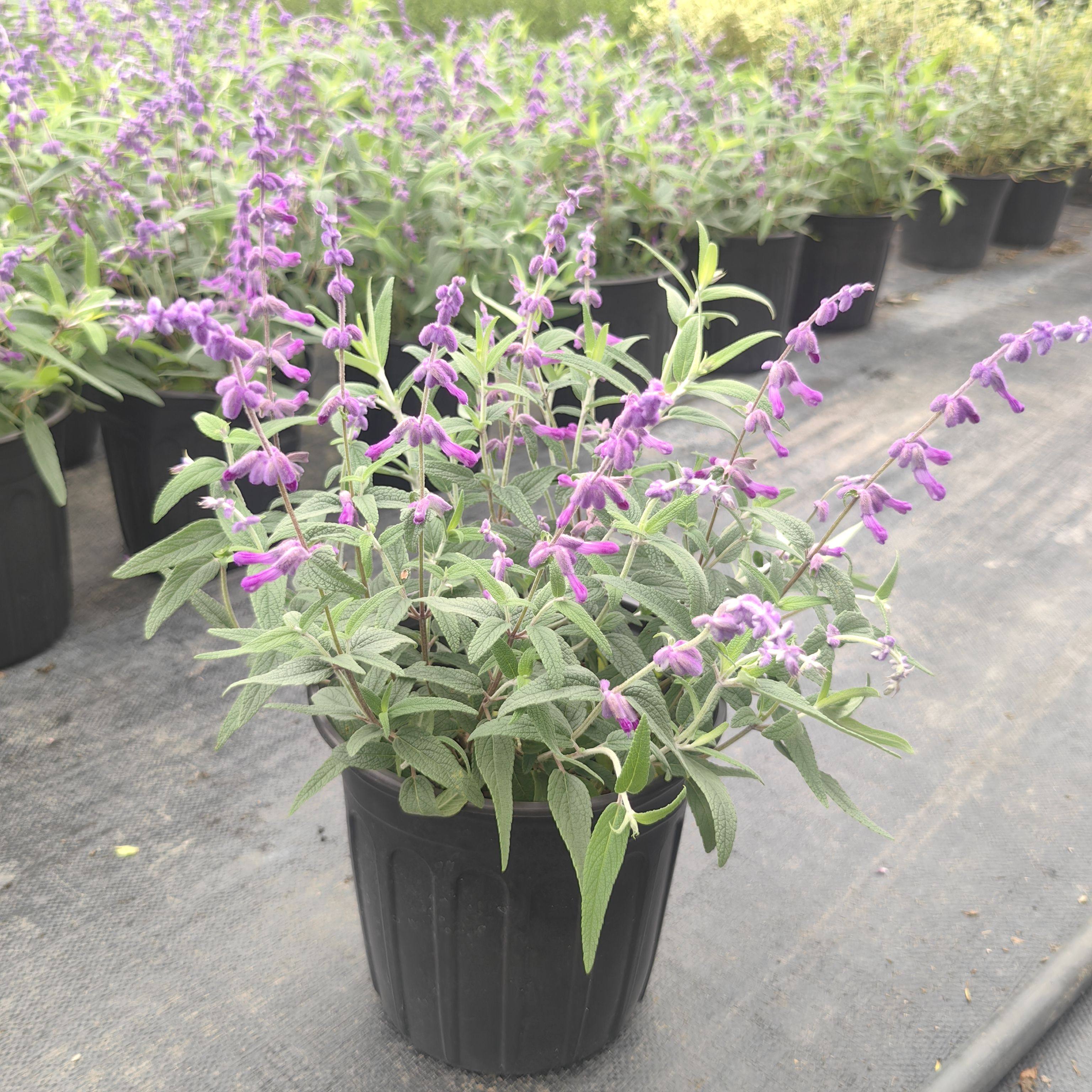 林荫鼠尾草墨西哥鼠尾草盆栽地栽公园多年生阳台花园草植物包邮
