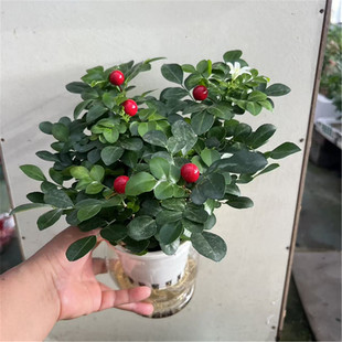 千里眼九里香盆栽花苗清香驱蚊植物室内办公桌面阳台花园多季开花