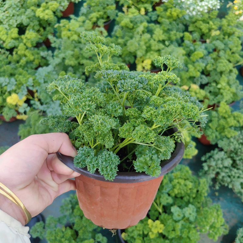 欧芹盆栽菊花叶西餐沙拉料理料调味荷兰芹香芹菜苗阳台庭院蔬菜苗