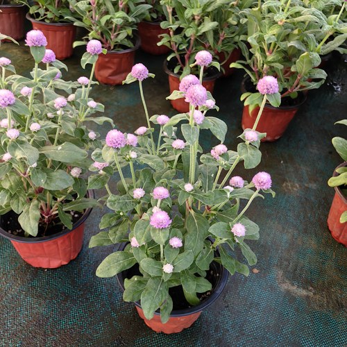 带花庭院阳台千日红植物