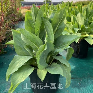 蒲棒菊盆栽多年生宿根花镜成品耐寒耐热背景植物 大花金光菊花苗