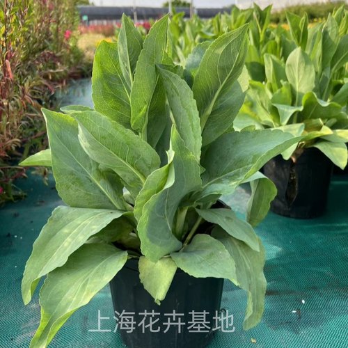 蒲棒菊大苗包邮花园大型草本植物