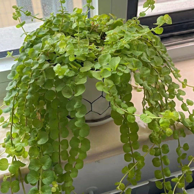 黄金串吊兰金叶过路黄盆栽垂钓植物沼泽挺水花卉美化环境地被包邮