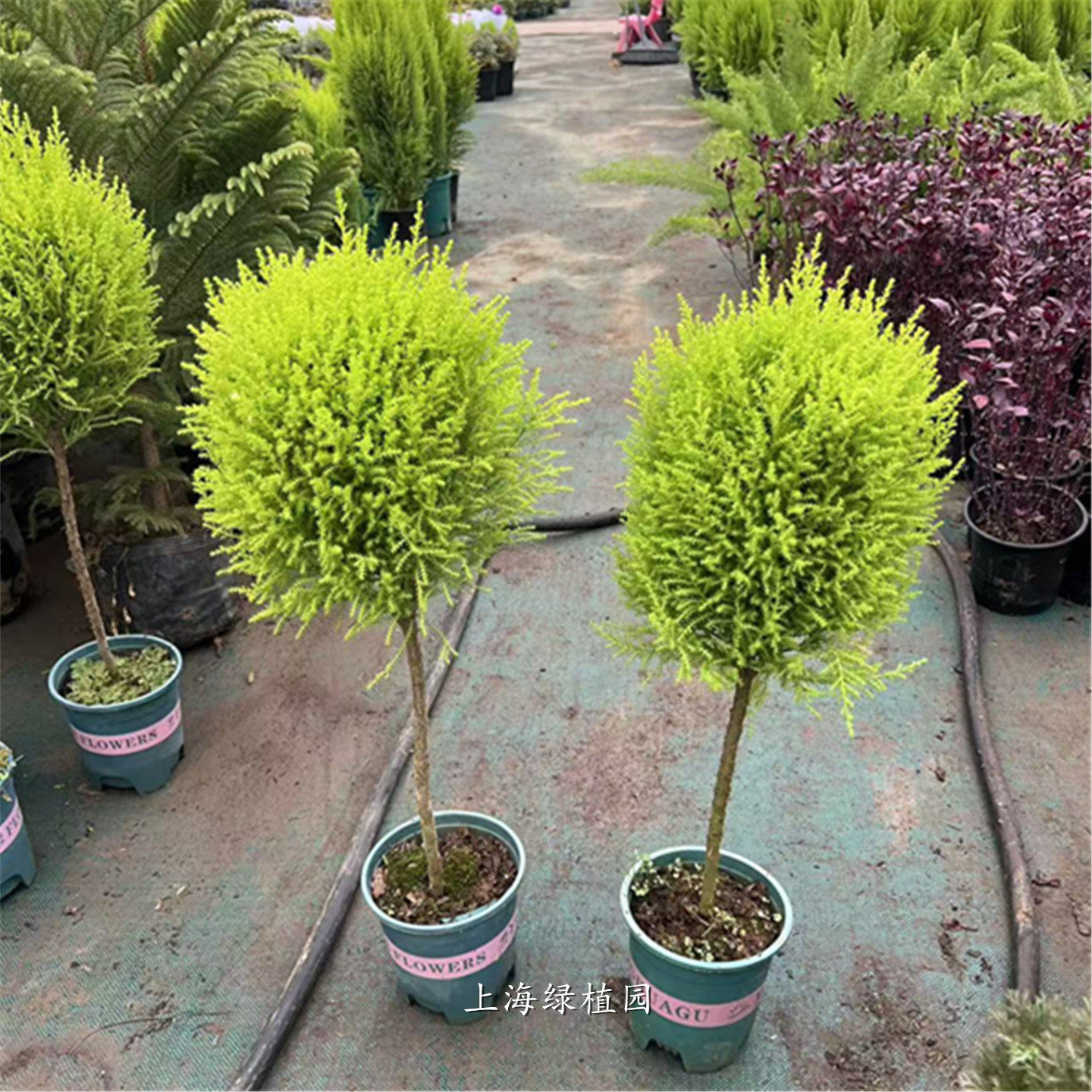圣诞树小香松盆栽植物四季常绿图片