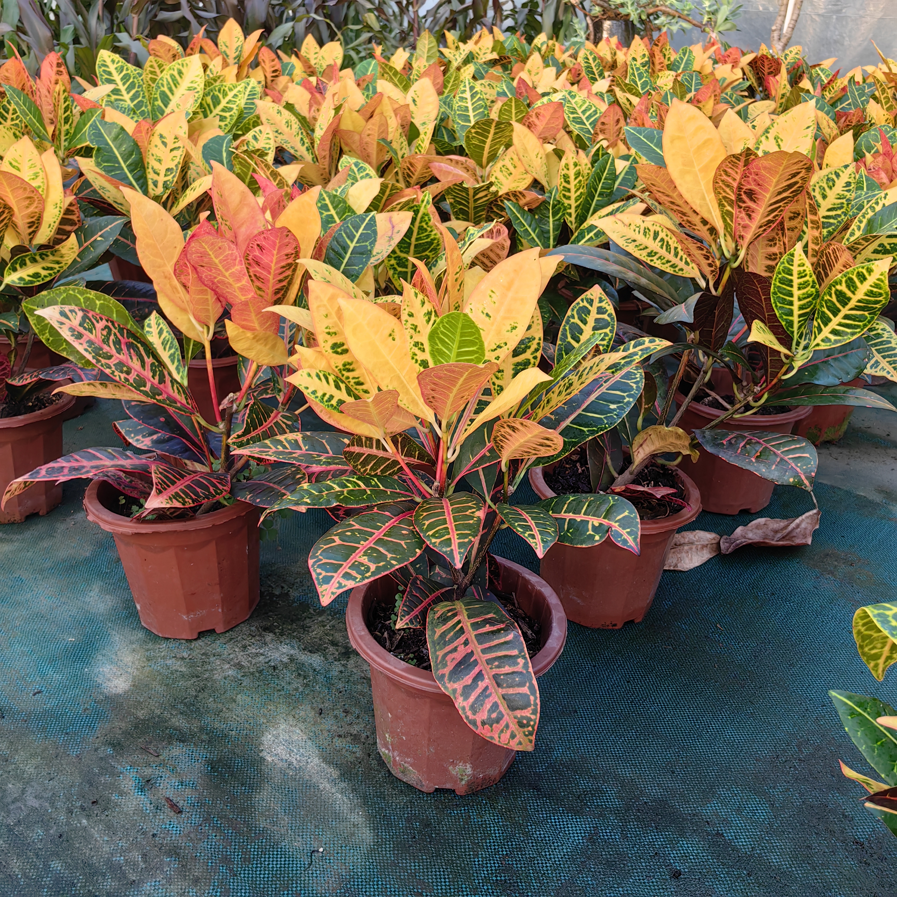 变色木彩叶植物包邮耐热花园阳台