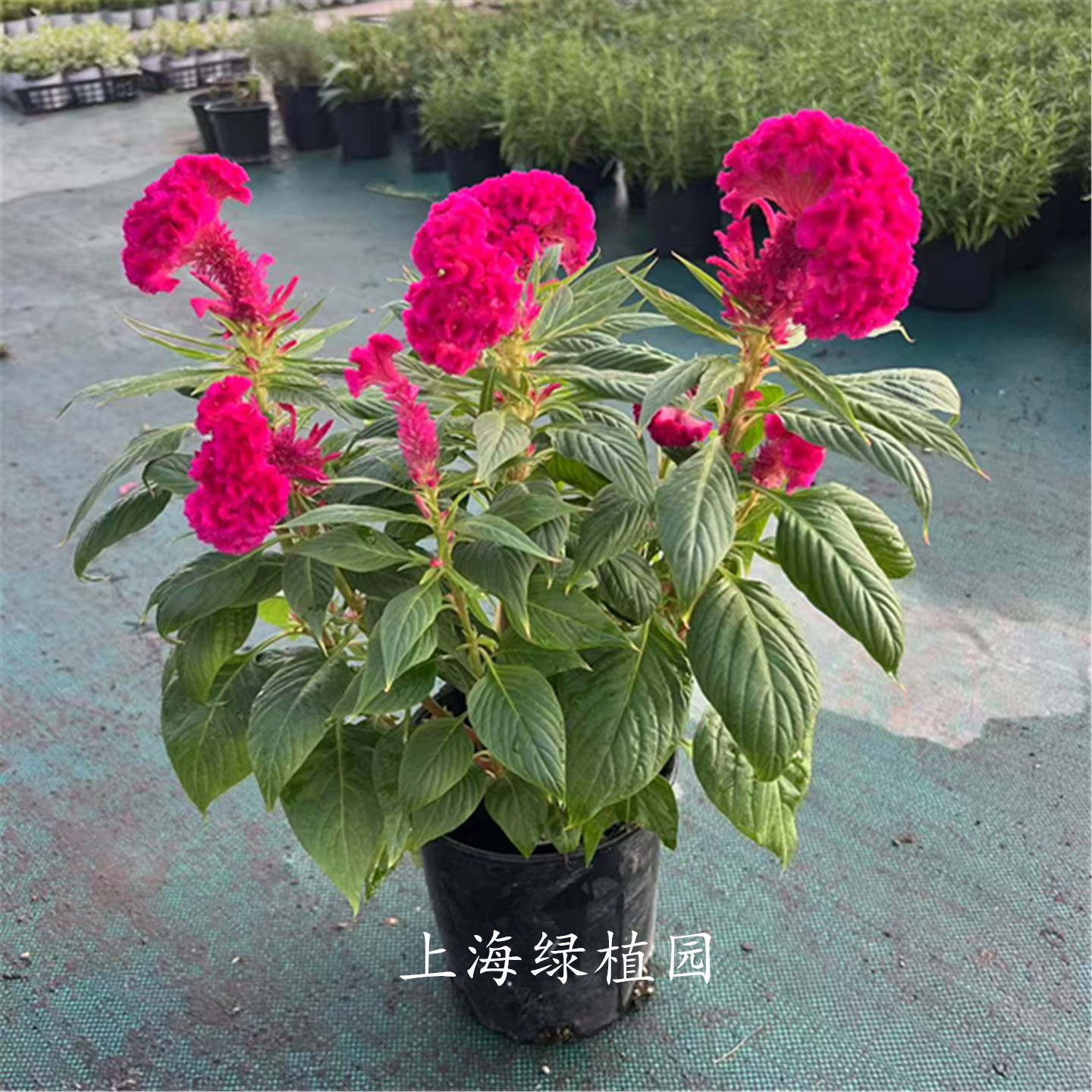 耐热花卉鸡冠花庭院阳台带花发货