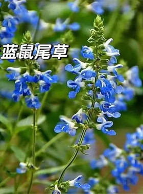 花镜植物天蓝鼠尾草 salvia 多年生耐寒耐热庭院盆栽花园搭配包邮