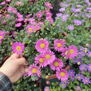 朝雾草银香菊绵杉菊银叶菊姬小菊盆栽花苗带花苞发货耐寒阳台花园