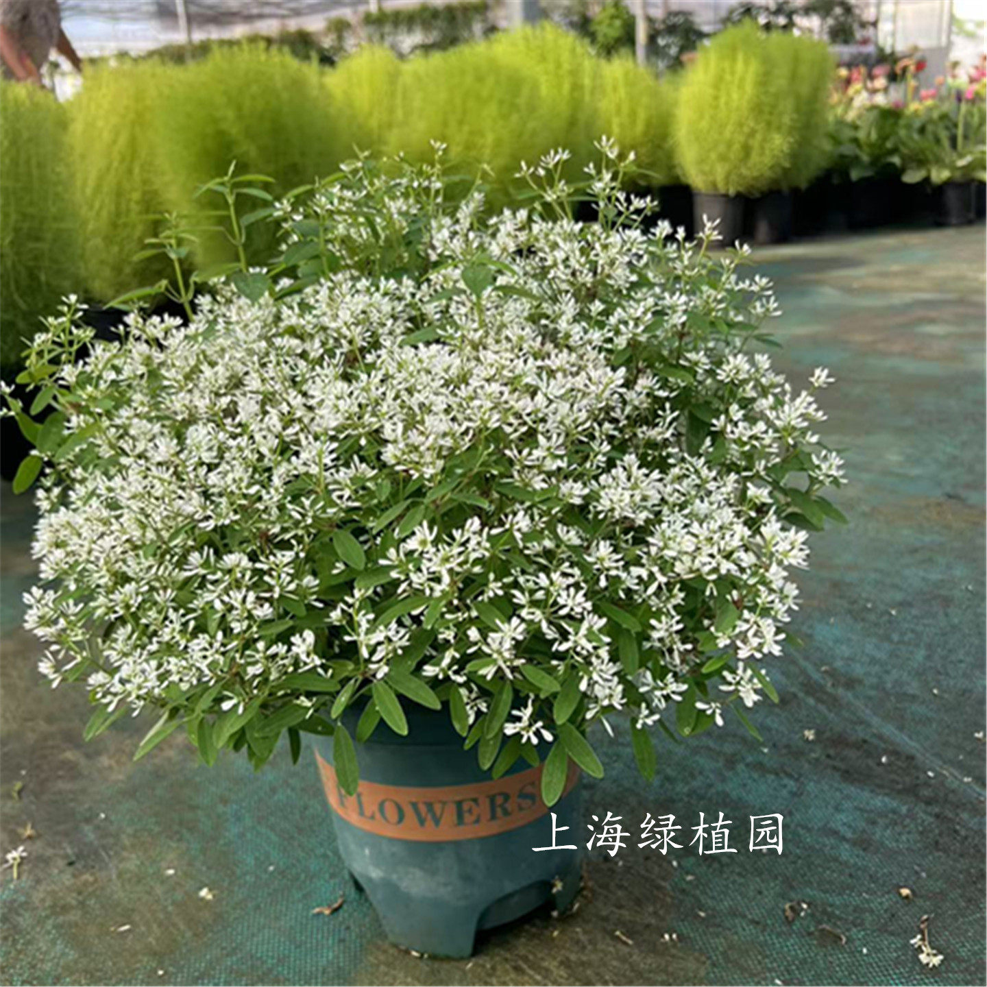 飘雪圣诞白雪盆栽花苗白雪公主白雪花白雪树钻石霜花期长耐寒耐热