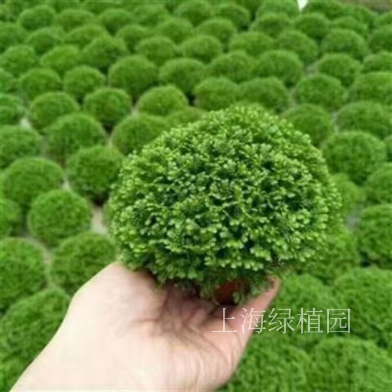 绿地球黄金万年草金丝雀青龙草翠云草铁线蕨盆栽阳台室内绿植耐阴
