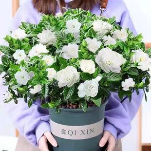 栀子花盆栽客厅阳台办公桌绿植芳香花卉木本植物耐寒耐热有香味