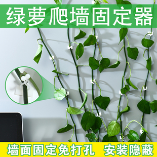 绿箩固定器绿植家用无痕墙上攀爬卡扣环绿枝定型挂钩绿萝爬墙神器