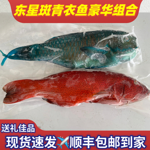 海南深海东星斑青衣鱼组合石斑鱼鲜活真空冷冻海鲜水产空运包邮