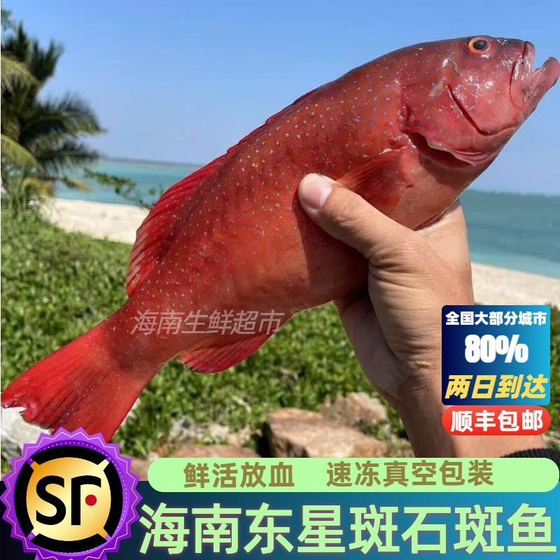 海南西沙东星斑鱼石斑鱼新鲜海鲜鲜活海鱼冷冻瓜子斑顺丰空运包邮