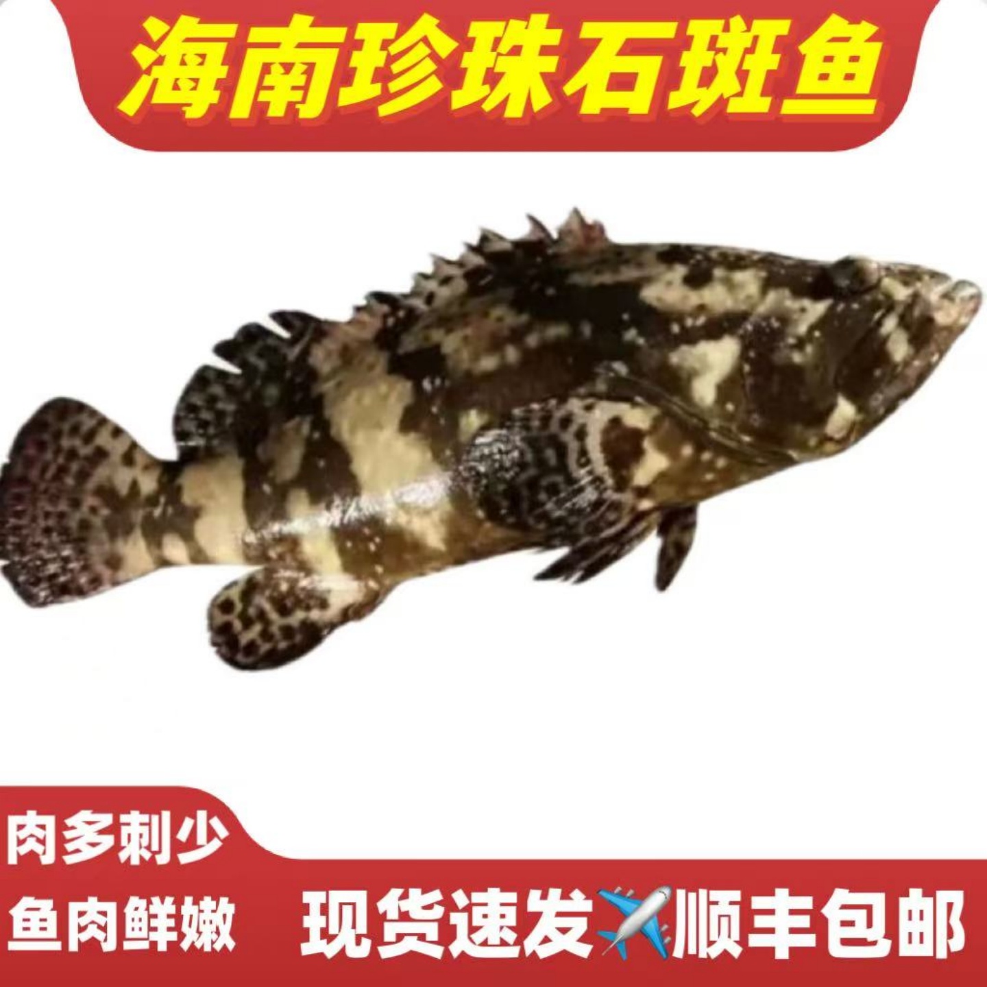 海南龙胆鱼石斑鱼珍珠石斑鱼新鲜鲜活海鱼冷冻海鲜水产顺丰包邮