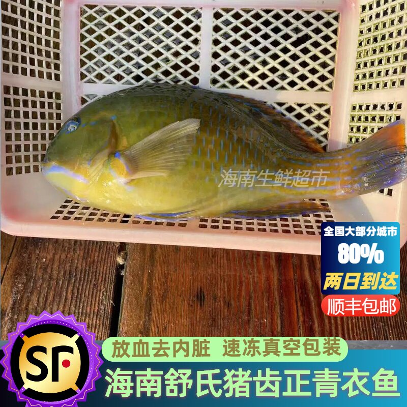 海南深海舒氏猪齿鱼正青衣鱼香港四大鱼王新鲜海鲜活冷冻顺丰包邮