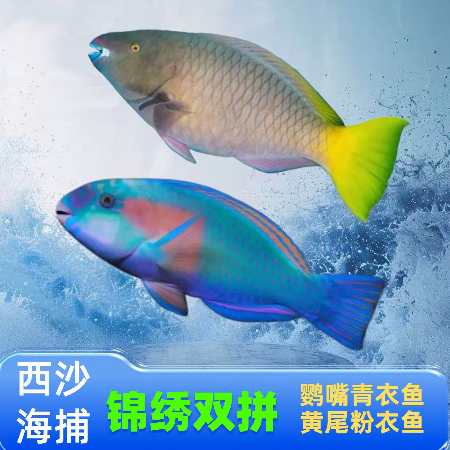 海南西沙海捕锦绣双拼组合青衣鱼粉衣鱼新鲜海鲜鲜活速冻顺丰包邮