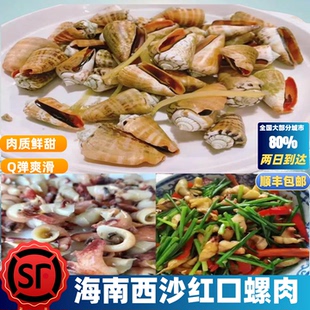 海南西沙捕捞红口螺海鲜海螺肉鲜螺肉速冻真空包装顺丰空运包邮