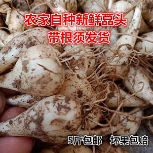 江西藠头新鲜荞头农家自种带根须教头茭头江西叫头现挖5斤时令蔬