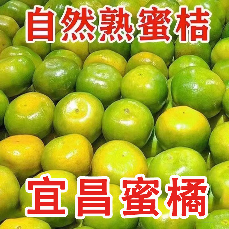 正宗宜昌蜜橘9斤新鲜当季现摘无籽青皮蜜桔橘子大果孕妇水果包邮