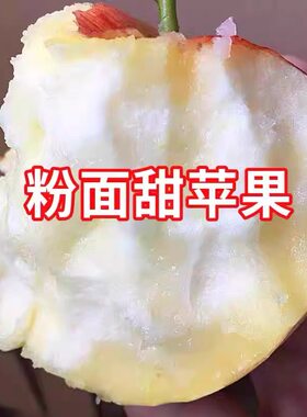 粉面沙甜苹果宝宝刮果泥新鲜秦冠红香蕉婴儿老人孕妇吃农家非蛇果