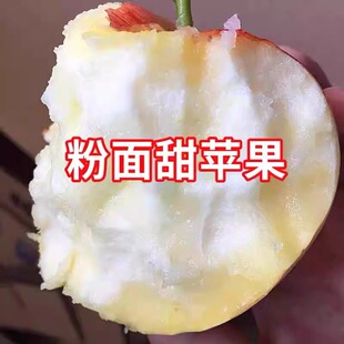 粉面沙甜苹果宝宝刮果泥新鲜秦冠红香蕉婴儿老人孕妇吃农家非蛇果