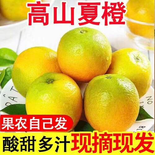 现摘夏橙当季新鲜水果脐橙高山手剥橙酸甜多汁薄皮榨汁用整箱包邮