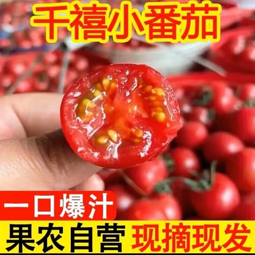 正宗广西千禧小番茄圣女果樱桃小西红柿新鲜现摘应季孕妇水果生吃