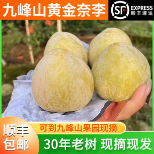 正宗乐昌九峰山新鲜水果黄金奈李李子脆甜贡果现摘10斤特大果包邮