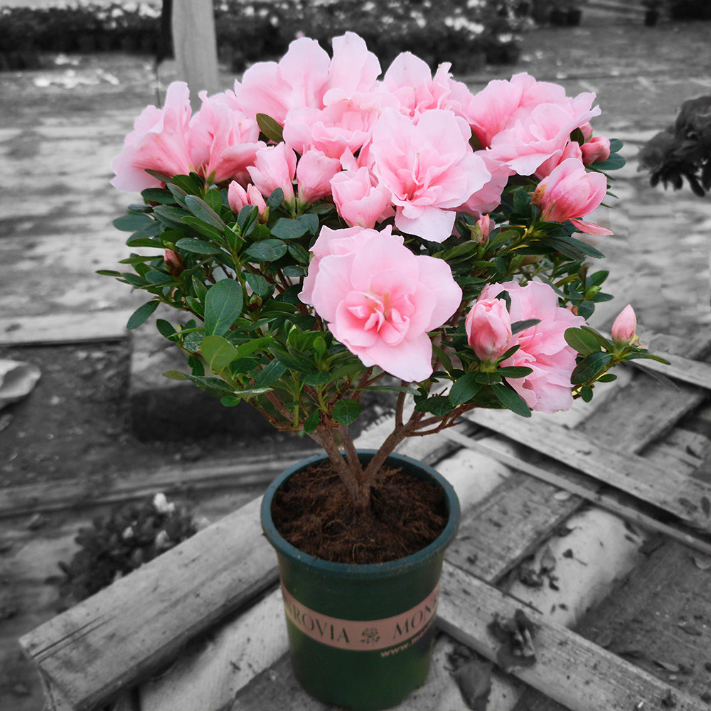 四季好养的杜鹃花盆栽花开花不断花卉室内观花植物西洋带花苞