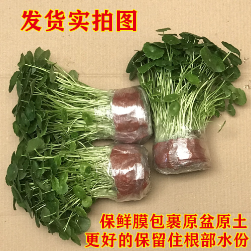 好养活铜钱草好看室外驱蚊