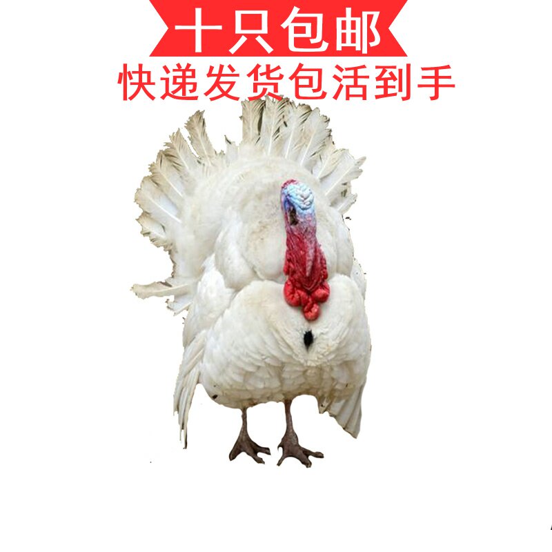 青銅火雞活體尼古拉700系火雞活體貝蒂娜火雞活體快遞包活快發貨在類目 寵物/寵物食品及用品, 鳥類及用品, 鳥中 - 來自Buy2taobao.com提供專業的淘寶代購服務