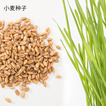 猫草小麦种子猫零食猫咪去毛球化毛草猫薄荷幼猫调理毛球30g装