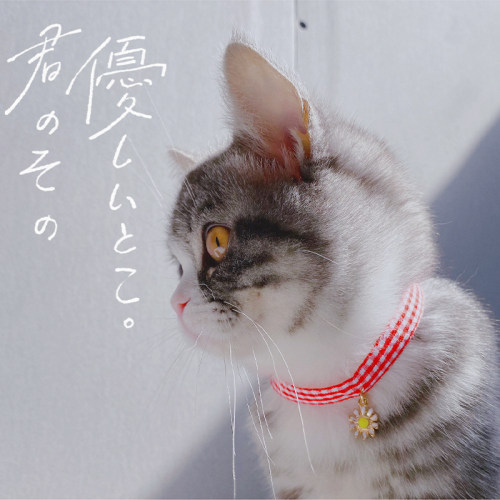 清仓不退换】宠物猫咪项圈可爱配饰狗狗项链装饰拍照搭配狗狗铃铛