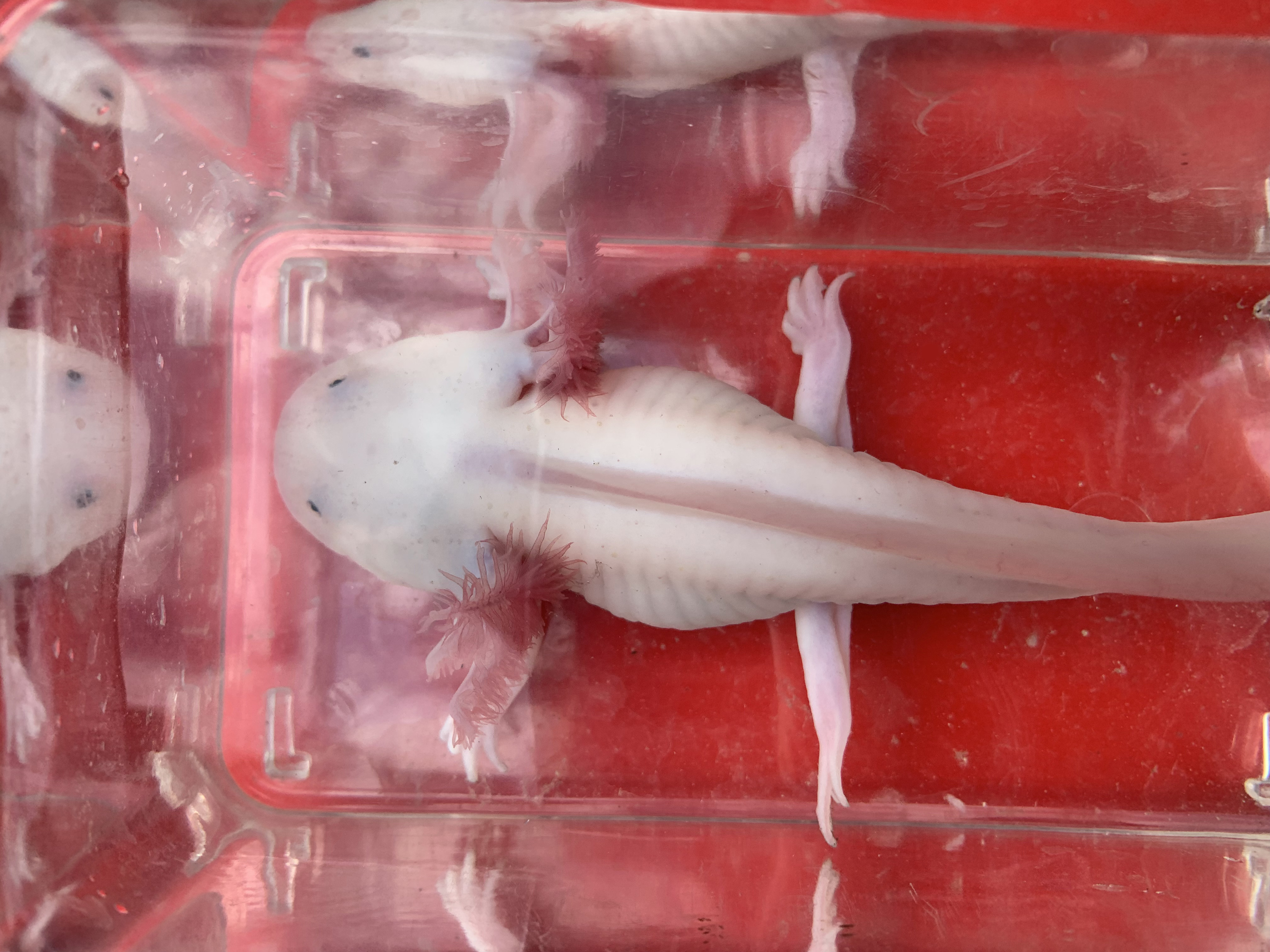 稀有侏儒球体六角恐龙鱼蝾螈长得慢胖圆形奶油黄金暴风白粉黑红眼